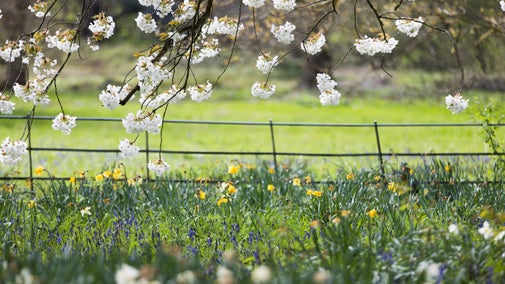 Daffodils in the foreground and white cherry blossom overhanding from tree above.